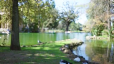 Villa borghese, Roma 'daki dingin bir gölü çevreleyen gür ağaçların ve canlı yeşilliğin odaklanmamış manzarası yumuşak bokeh etkisine sahip sakin bir açık hava ortamını sergiliyor..