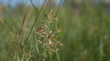 Murcia 'da güneşli bir tarlada yabani otların yakınlaşması, İspanya' nın hassas yapısını belirginleştirerek vahşi, açık hava özünü vurguluyor..