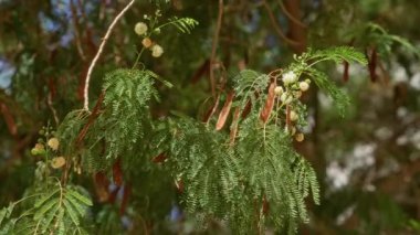 Yeşil yapraklı akasya dalları ve Murcia 'da açık havada görülen kahverengi kapsüller açık hava güneş ışığı ortamında doğal İspanyol florası sergiliyor.