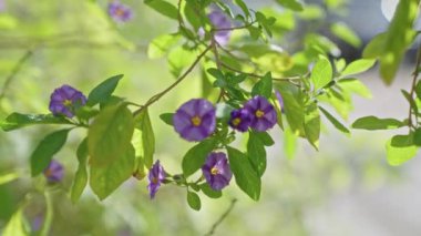 Murcia, İspanya 'da hayat dolu mor çiçekler taze yeşil yapraklara ve yumuşak güneş ışığına karşı çiçek açar. Mavi patates çalılarının doğal güzelliklerini gözler önüne serer..