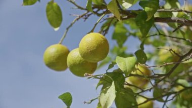 Murcia, İspanya 'da açık mavi gökyüzünün altında yeşil limonlu ve gür yapraklı limon dalları..
