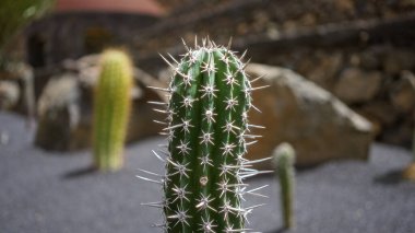 Cactus garden featuring echinopsis atacamensis, known as cardon, in lanzarote's outdoor daylight setting on canary island, surrounded by rocks and black soil. clipart