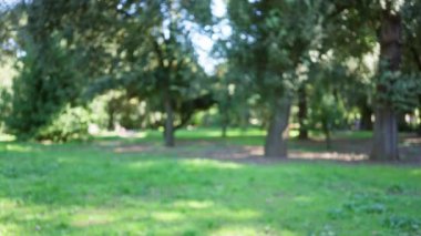 Roma 'daki villa borghese bahçelerinde yemyeşil bir manzara. Uzun ağaçların arasından süzülen güneş ışığı..