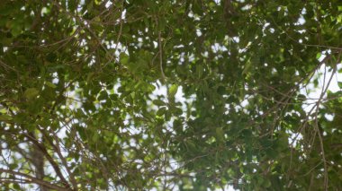 Ağacın yeşil yaprakları ve dalları çerçeveyi doldurarak parlak bir günde İspanya 'da bir açık hava ortamı oluşturan yemyeşil bir gölgelik oluşturuyor..