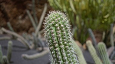 Trichocereus terscheckii kaktüsü Lanzarote 'deki kaktüs bahçesinde parlak bir gün ışığında ele geçirildi. Kanarya adalarında kendine özgü dikenleri ve yeşil eti sergileniyor..