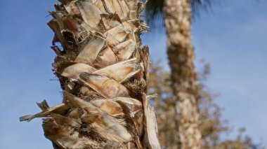 Kapalı palmiye ağacı gövdesi dokusu açık havada Murcia İspanya 'nın güneşli gökyüzünde doğal güzelliğin botanik detaylarını vurgular.