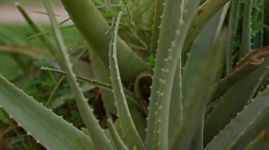 Murcia 'nın dışında yetişen yeşil dikenli aloe vera bitkisine yakın çekim. İspanya doğal yemyeşil yeşillikler ve canlı renkler sergiliyor..