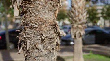 Murcia 'nın dış kısımlarında, araba ve ağaçların bulanık arka planına sahip desenli bir palmiye gövdesine yakın..