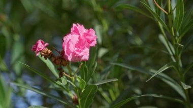 Pembe zakkum, açık havada yemyeşil yapraklarla çevrili doğal güneş ışığında çiçek açar. Murcia, canlı çiçekleri renklendirir.