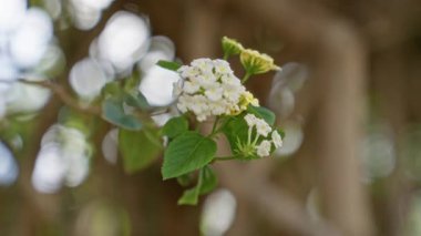 Murcia 'da yeşil yapraklar ve bulanık arka planla açan beyaz çiçekler İspanya' da huzurlu bir doğal manzara yaratır..