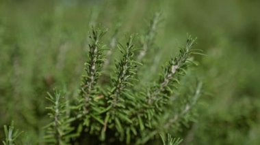 Açık havada yemyeşil yaprakları olan biberiye bitkisi Murcia İspanya, Akdeniz ikliminde doğal bitkisel gelişimi vurguluyor..