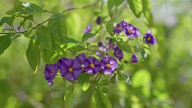 Solanum gevrek çiçekleri, parlak mor taç yaprakları ve sarı merkezleri, güneşli bir murcian bahçesinde yeşil yapraklarla çevrili..