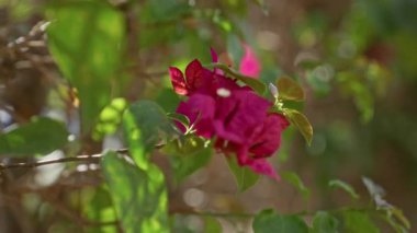 Bougainvillea Murcia, İspanya 'da canlı bir şekilde çiçek açar, parlak pembe taç yaprakları ve yemyeşil yapraklar doğal güneş ışığı altında sergilenir..
