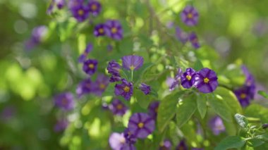 Solanum rantonnetii bitkisinin canlı mor çiçekleri Murcia İspanya 'da açık havada güneş ışığında gelişiyor. Bu güzel doğa manzarasının yemyeşil yapraklarını vurguluyor.