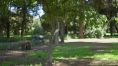 Güneşli bir günde Roma 'nın villa borghese bahçesindeki ağaçların ve yeşilliğin bulanık manzarası..