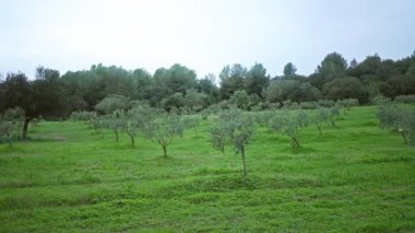 Zeytin ağaçları, bulutlu bir gökyüzünün altındaki yemyeşil Akdeniz manzarasını doldurur. Bu da canlı bir doğal ortamın ön planında dinginlik ve tarımsal bolluk olduğunu gösterir..