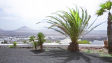 Lanzarote, kanarya adaları, İspanya 'daki palmiye ağaçlarının ve volkanik manzaranın bulanık arka planı ve açık hava manzarası bulanık.