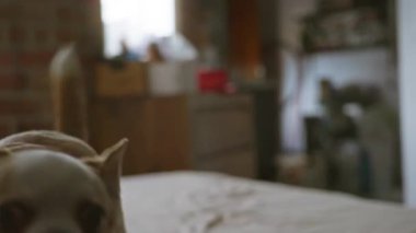 Chihuahua enerjik bir şekilde rahat bir yatak odasında rahat bir yatakta havlıyor, beyaz ve kahverengi kürkünü taşralı tuğla bir arka planda sergiliyor..