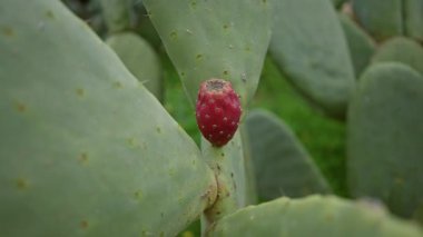 Mallorca 'da kırmızı meyveli opuntia kaktüsünün yemyeşil arka planlı hali İspanya' nın doğal ortamında canlı bir Akdeniz biyolojik çeşitliliği sunuyor..