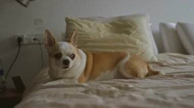 Sıcak yatak odası ortamında uzanan Chihuahua köpeği, huzurlu bir ev ortamında beyaz ve kahverengi kürkünün altını çiziyor..