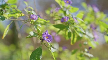 Solanum rantonnetii. Canlı mor çiçekleri ve yemyeşil yapraklarıyla. Güneş ışığıyla yıkanmış..