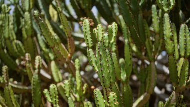 Euphorbia kanarya kaktüsü gün ışığında kanarya adalarındaki kaktüs bahçesinde yetişir..
