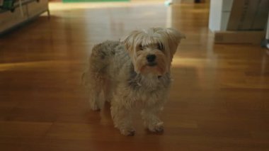 Gri ve beyaz kürklü Yorkshire köpeği kapalı bir ahşap zemin üzerinde, uyanık ve meraklı görünüyor, sıcak, sıcak bir atmosfer ile odayı dolduruyor.