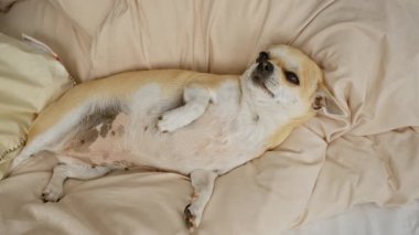 Chihuahua rahat bir yatakta dinleniyor. Huzurlu bir ev ortamının özünü yakalıyor. Küçük köpek rahatça uzanıyor..