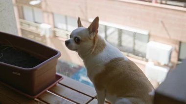 Beyaz kahverengi kürklü bir Chihuahua köpeği ahşap zeminde, şehir caddesine bakan bir saksının yanında oturur.