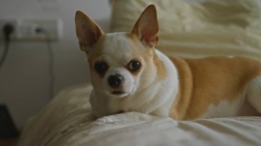 Chihuahua köpeği evdeki rahat yatak odasında rahat bir şekilde dinleniyor, pürüzsüz beyaz ve kahverengi kürkünü sergiliyor..