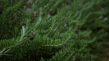 Mallorca, İspanya 'da yetişen yemyeşil biberiye bitkileri, Akdeniz' de canlı iğne benzeri yapraklar ve doğal büyüme.