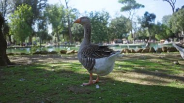 Güneşli parktaki sakin gölün yanında yeşil çimlerin üzerinde duran Kaz, gür ağaçlar ve açık mavi gökyüzü ile vahşi yaşam fotoğrafçılığı için ideal bir doğa sahnesini yakalıyor..
