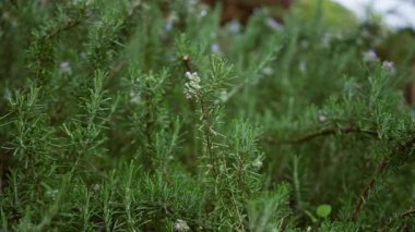 Mallorca İspanya 'da biberiye bitkisi yeşil aromatik bitkiler ve küçük mor çiçekler güneş ışığı altında