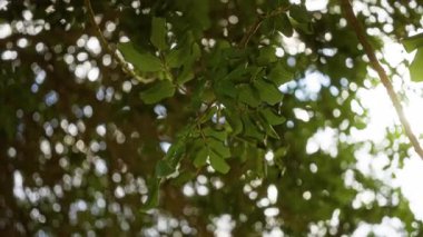 Seratoni silikon ağacının yeşil yaprakları güneş ışığının filtrelediği açık hava ortamında Mallorca, İspanya 'da doğal ve sakin bir atmosfer yaratır.