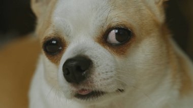 Chihuahua rahat bir yatak odası ortamında bir yatağa tünemiş, beyaz ve kahverengi kürkünü ve anlamlı gözlerini sergiliyor, ev sakinliğini ve arkadaşlığını somutlaştırıyor..