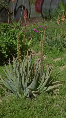 Aloe vera bitkileri, güneşli bir açık hava bahçesinde, parlak yeşil yapraklar ve parlak morumsu çiçeklerle çevrili, güneşli bir günün özünü İspanya 'da yakalıyorlar..