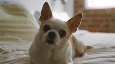 Bir yatak odasındaki rahat bir yatakta uzanan Chihuahua 'lar, pencereye doğru süzülen sıcak ışıkla kaplı, huzurlu bir ev ortamı yaratıyor..
