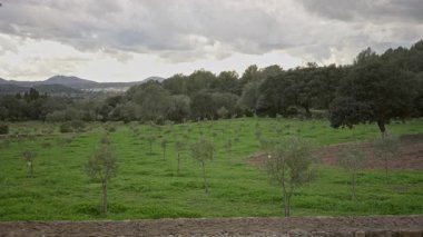 Genç zeytin ağaçlarıyla yemyeşil üzüm bağları Yuvarlanan tepeler ve sakin bir Akdeniz manzarasında bulutlu gökyüzü üzerine kurulmuş.