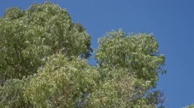 Bereketli yeşil yaprakları olan gür okaliptüs ağaçları, parlak mavi gökyüzü altında, Torrevieja İspanya 'da, güneşli havada canlı, açık havada doğal bir manzara yakalıyor.