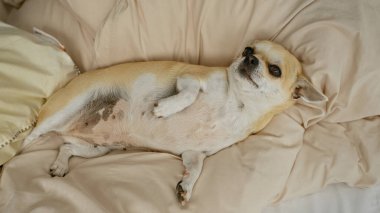 Chihuahua rahat bir yatakta dinleniyor. Huzurlu bir ev ortamının özünü yakalıyor. Küçük köpek rahatça uzanıyor..