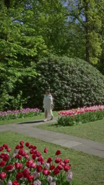 Lale bahçesinde yürüyen bir kadın canlı çiçeklerle çevrili ve yemyeşil, güneşli mavi gökyüzünün altında Lisse Hollanda 'da.