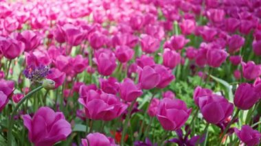 Canlı pembe laleler, Hollanda 'da baharda manzaralı bir açık hava bahçesinde bol bol çiçek açarak büyüleyici bir çiçek manzarası yaratırlar..