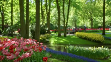 Bokeh halkı yemyeşil ağaçlar ve canlı çiçeklerle dolu yemyeşil parklarda geziniyor..