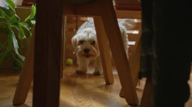 Yorkshire Teriyeri ahşap mobilyalar, yeşil bitki ve ahşap zeminde tenis topuyla kapalı alan keşfederek, rahat ev ortamında tuhaf davranışlar yakalar..