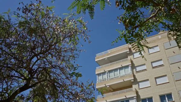 Torrevieja 'da güneşli bir gün. Açık mavi gökyüzü ağaç dalları ve modern bir apartman dairesi tarafından çerçevelenmiş. Şehir mimarisi ve doğa uyumu özünü yansıtıyor..