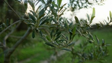 Açık havada yeşil yapraklı zeytin dalları. Mallorca, İspanya, canlı Akdeniz manzarası ve doğa..