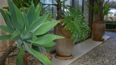 Geniş terasotta saksılarındaki yemyeşil bitkiler, ön planda belirgin bir şekilde tropikal bir ortam sunan agave yapraklarıyla İspanya 'nın Mallorca kentindeki avluyu dekore ederler.