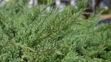 Bereketli yeşil ardıç çalısı Torrevieja İspanya 'da güneşli mavi gökyüzünün altında canlı doğa manzarası tasvir eder