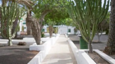 Bulanık patika, lanzarot, açık hava, İspanya ve kanarya adalarında bulunan kaktüs ağaçlarıyla kaplı. Beyaz bina arka planına sahip sakin bahçe manzarası sunuyor.