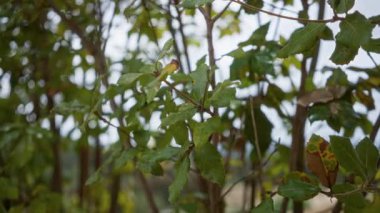 Açık havada yeşil yapraklar Mallorca İspanya 'da bokeh etkisi arka planına sahip.